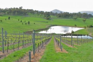 Tarraford Vineyard